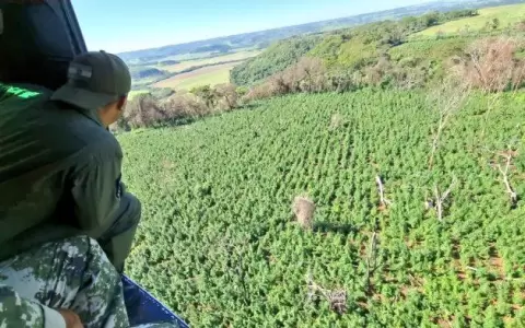 Casi 1.000 toneladas de marihuana sacadas de circulaci�n tras operativo