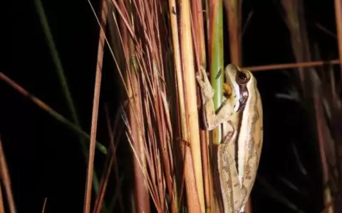 Hallan especie de rana colectada hace m�s de tres d�cadas en Paraguay