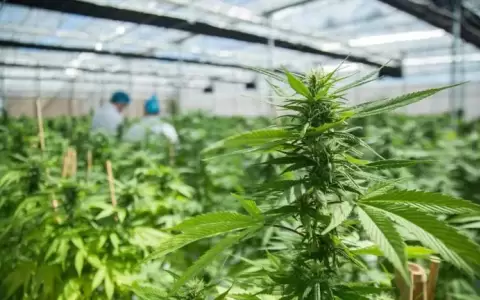 Uruguay: anuncian proyecto para legalizar venta de cannabis a extranjeros