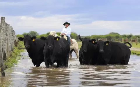 Ganaderos pondr�n toda la carne en el asador de la Expo 2022