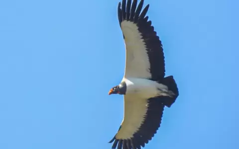 Un buitre majestuoso y mensajero
