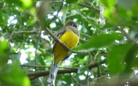 Rufo, un color de las aves