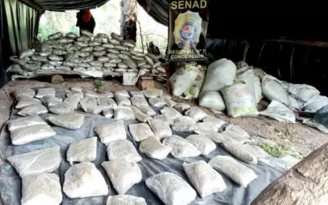 Destruyen 12 campamentos de marihuana en Concepci�n