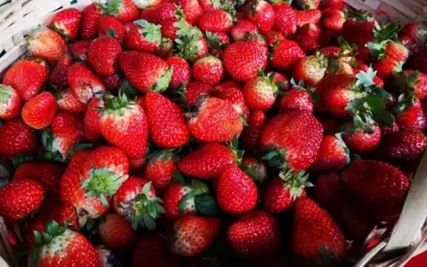 �xito total: realizan delivery de frutillas en Asunci�n y Gran Asunci�n