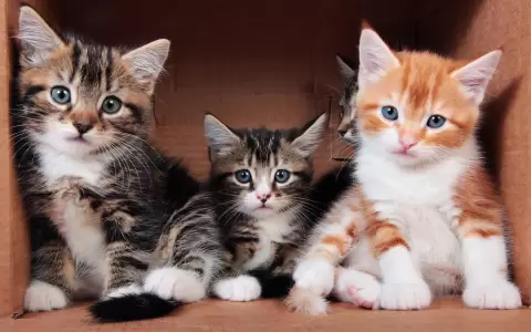Maltrato animal: Fiscal�a estudia video sobre supuesta castraci�n irregular a gatos