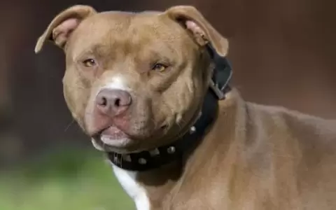 Beb� muere por ataque de pitbull