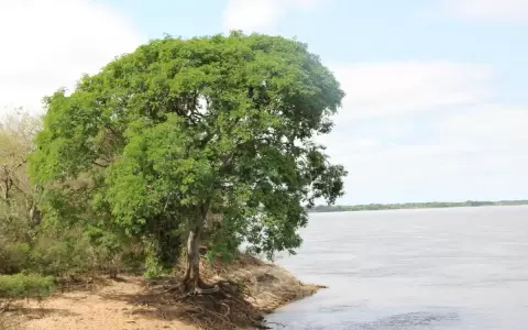 �rboles que aman el agua