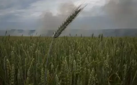 Ucrania denunci� que Rusia quema campos de trigo y arriesga seguridad alimentaria mundial