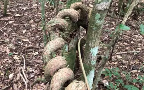 Las lianas o ysypo, sin principio ni fin