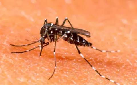 Casos sospechosos de dengue se encuentran estables