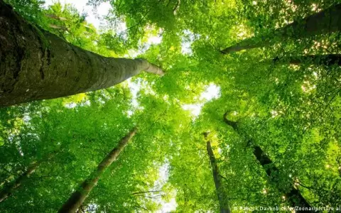 Cambio clim�tico: �tiene sentido plantar �rboles para frenarlo?