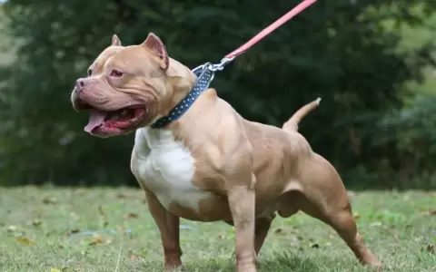 Tener un pitbull significa un cuidado especial, se�ala experto