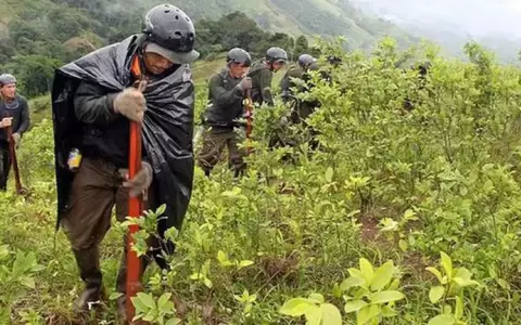 EE.UU. revel� los datos de cultivo y producci�n de coca�na en Colombia, Per� y Bolivia