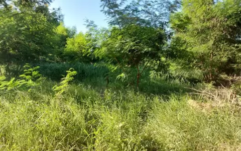 Perro encuentra un feto en un patio bald�o en San Antonio
