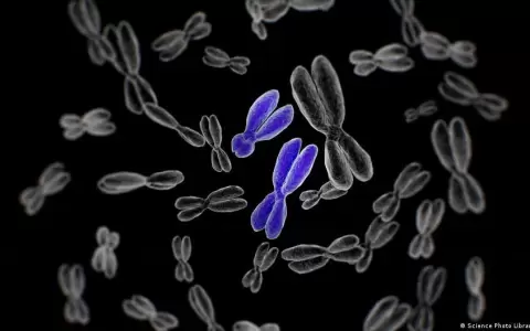 El cromosoma Y, clave del por qu� las mujeres viven en promedio m�s que los hombres
