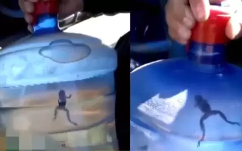 Botell�n de agua con una rana: desde Erssan responsabilizan al INAN ante la falta de control