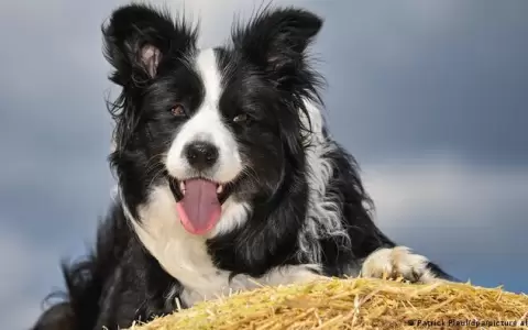 La viruela del mono ya salt� de un humano a un perro, la OMS pide proteger a las mascotas