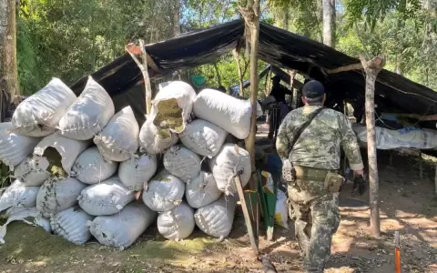 Amambay: destruyen centro de acopio y cultivo de marihuana