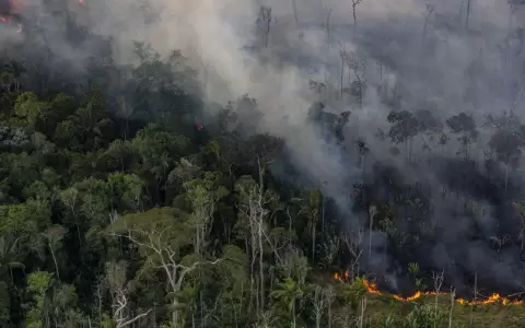 La lenta muerte de la Amazon�a brasile�a a vista de p�jaro