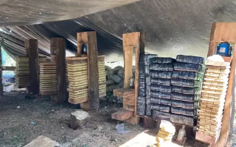 Destruyen 5.500 kilos de marihuana en la Reserva San Rafael