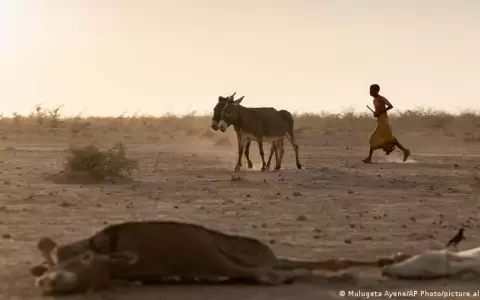 ONU: un mill�n de personas desplazadas por la grave sequ�a en Somalia