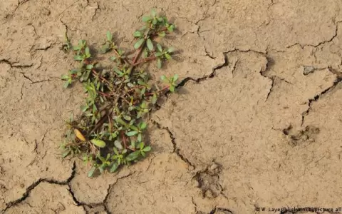 Una mala hierba com�n puede ser la "superplanta" que tiene la clave contra la sequ�a