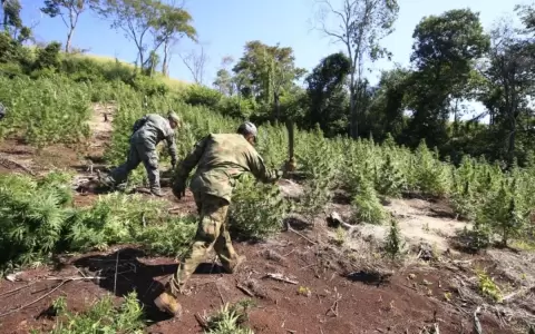 Anulan droga por USD 18 millones en Amambay