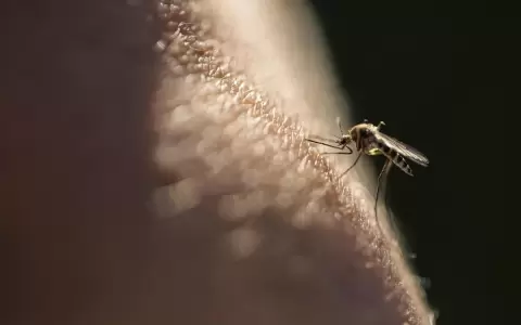 Los mosquitos tienen un olfato infalible para encontrar a qui�n picar