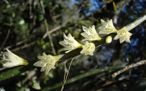 Entre espinas y flores, adaptaciones fascinantes