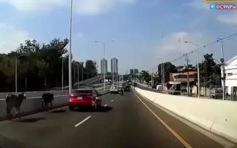 Denuncian peligro con vacas sueltas en el viaducto