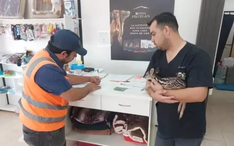 Constructores rescatan a venado en zona de obras de la Ruta Transchaco