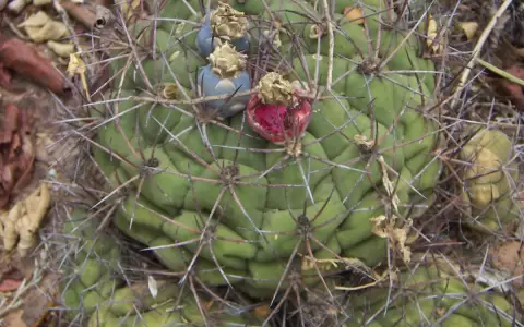Los cactus: inmortalidad provisoria, pero suficiente