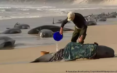 Encuentran 230 ballenas varadas en Australia, muertas al menos la mitad