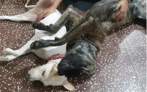 Sol Milagros, perrita v�ctima de abusos, est� recuperada y feliz