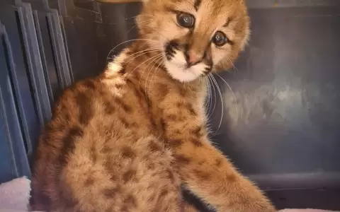 Rescatan a un cachorro de puma y le brindan protecci�n