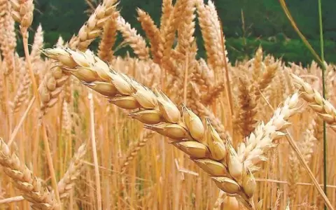 Brasil limita la importaci�n de trigo