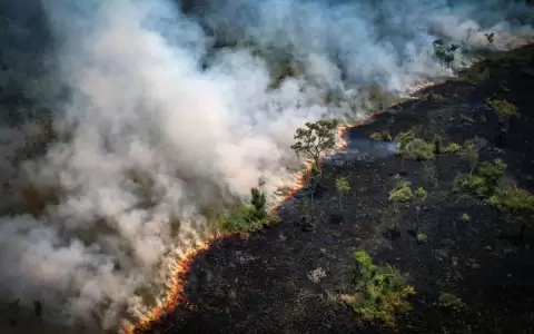 Brasil y Bolivia concentran el 90 % de la deforestaci�n y degradaci�n de la Amazonia