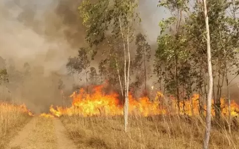 Inconsciencia de la gente sigue siendo la principal causa de incendios forestales