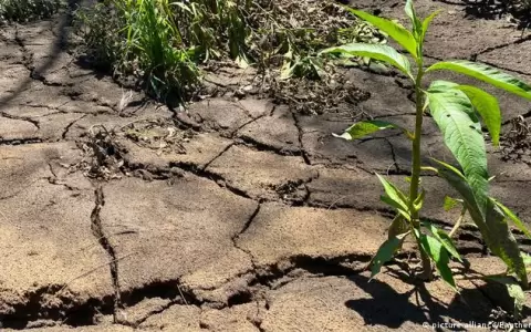 �C�mo proteger el suelo ante futuras sequ�as y olas de calor?
