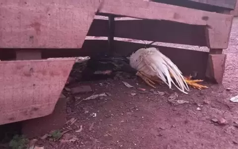 Maltrato animal: incautan 52 gallos que eran utilizados para peleas