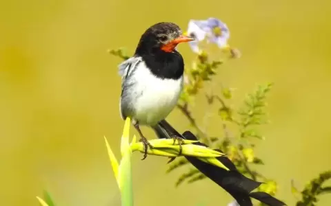Pilar: buscar�n rastrear aves migratorias a trav�s de antenas