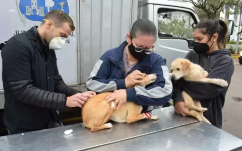 Habr� vacunaci�n antirr�bica gratuita para perros y gatos en la Costanera de Asunci�n