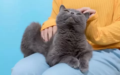 Gato con su humano.