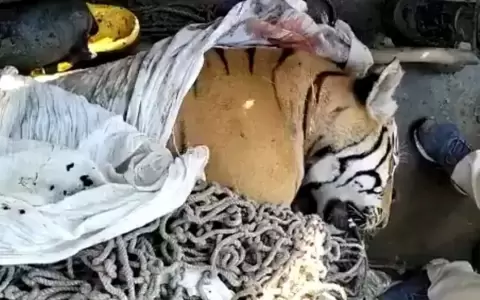 Abatieron en India al �comehombres de Champaran�, un tigre que hab�a matado a al menos seis personas