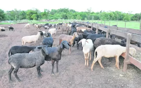 Senacsa inicia vigilancia seroepidemiol�gica de la brucelosis ovina  �