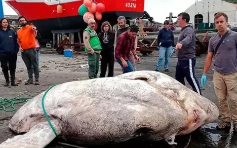 Hallaron un pez de casi 3.000 kilos: es el m�s grande conocido hasta el momento