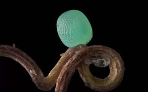Concurso fotogr�fico de Nikon revela el fant�stico mundo microsc�pico que nos rodea