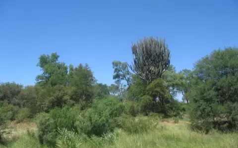 Los M�danos del Chaco, un lugar �nico