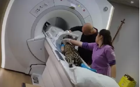 La cachorra yaguaret� Tos� finalmente falleci�
