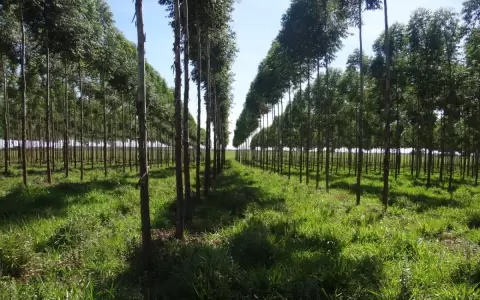 Producci�n forestal con potencial para nuevo boom de negocios